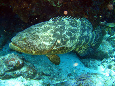 Ikan Kerapu (Epinephelus sp) umumnya dikenal dengan ...